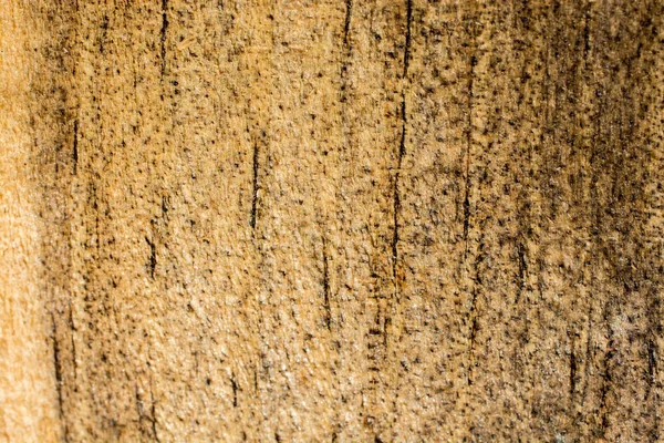 Текстура Дерева Естественными Узорами Качестве Фона — стоковое фото