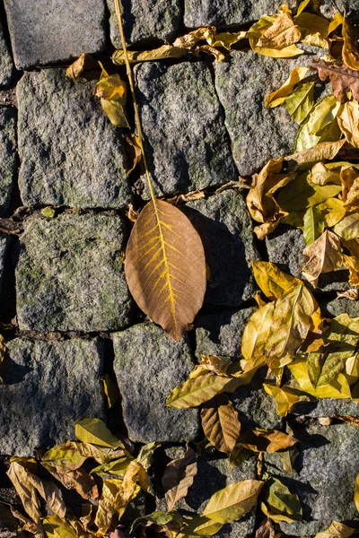 Jeden Oddzielny Suchy Liść Jesiennych Czasów — Zdjęcie stockowe