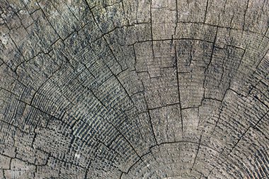 Ağaç gövdesi yüzeyini arkaplan dokusu olarak kes