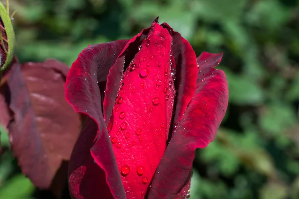 花びらに水滴で美しいカラフルなバラを咲かせます — ストック写真
