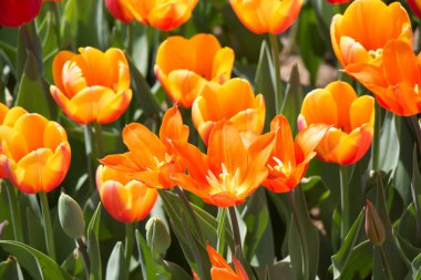 Bahar bahçesinde renkli lale çiçekleri açar.