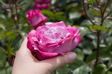 Renkli bir gül çiçeğini tutarken