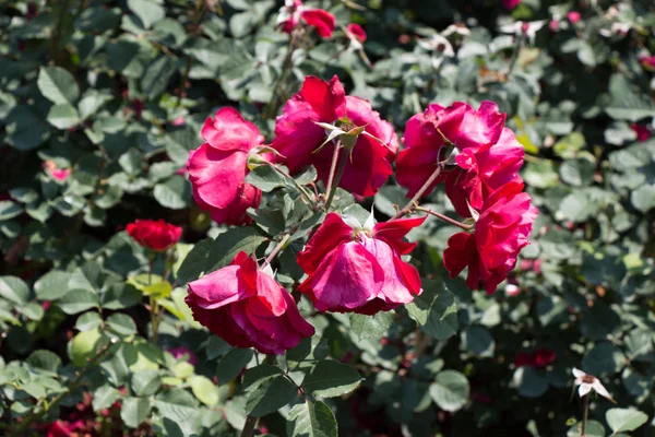 Kvetoucí Krásná Hromada Růží Jarní Zahradě — Stock fotografie