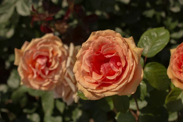 Floraison Belles Roses Colorées Dans Fond Jardin — Photo