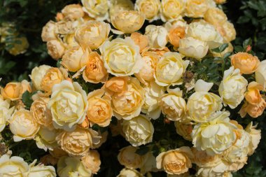 Bahar bahçesinde çiçek açan güzel güller