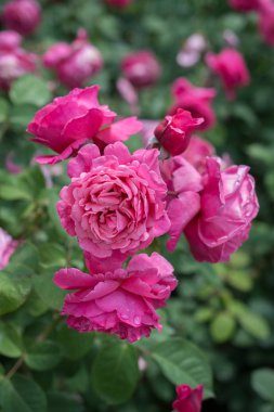 Bahar bahçesinde çiçek açan güzel güller