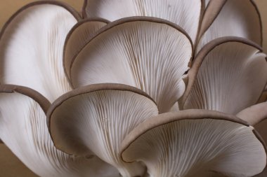 İstiridye mantarı ya da Pleurotus ostreatus kolayca ekilmiş mantar.