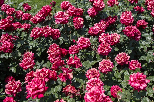 Virágzó Gyönyörű Színes Rózsák Mint Virágos Háttér — Stock Fotó