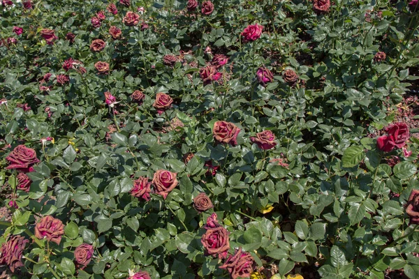 Цветущие Красивые Красочные Розы Качестве Цветочного Фона — стоковое фото