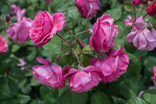 Closeup of blooming rose bush
