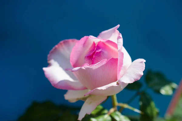 Floreciente Hermosa Rosa Colorida Sobre Fondo Colorido — Foto de Stock