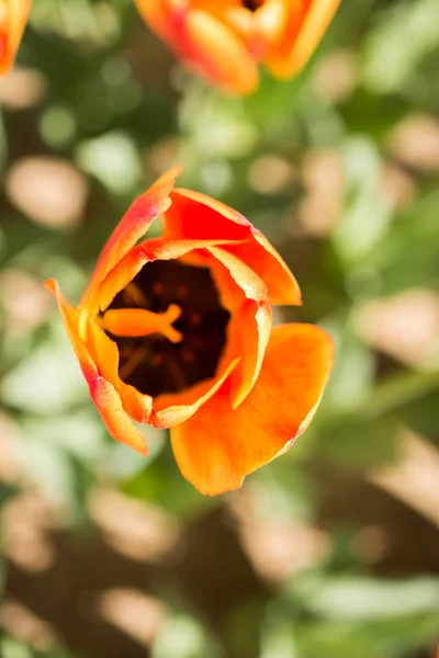 Flor Tulipa Única Colorida Jardim Primavera — Fotografia de Stock