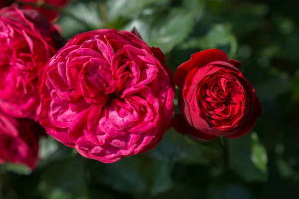 Floreciente Hermoso Ramo Rosas Jardín Primavera — Foto de Stock