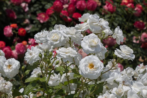 Kwitnący Piękny Bukiet Róż Wiosennym Ogrodzie — Zdjęcie stockowe