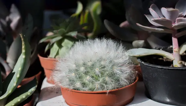 小さな鍋に小さなカラフルなサボテンの植物 — ストック写真