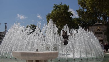 Şehir güvercinleri çeşmenin kenarında suyun kenarında