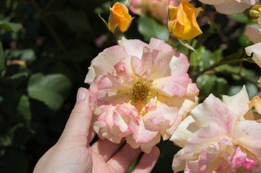 Renkli bir gül çiçeğini tutarken