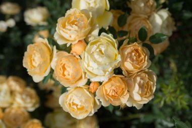 Bahar bahçesinde çiçek açan güzel güller