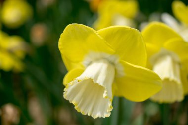Sarı çiçek yakından görünüyor.
