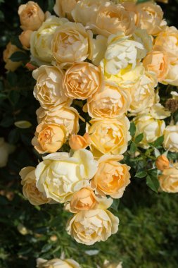 Bahar bahçesinde çiçek açan güzel güller