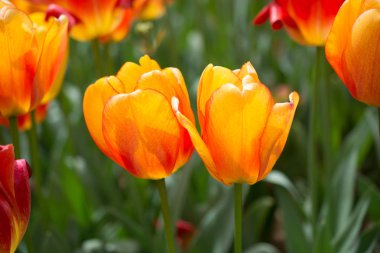 Bahar bahçesinde renkli lale çiçekleri açar.