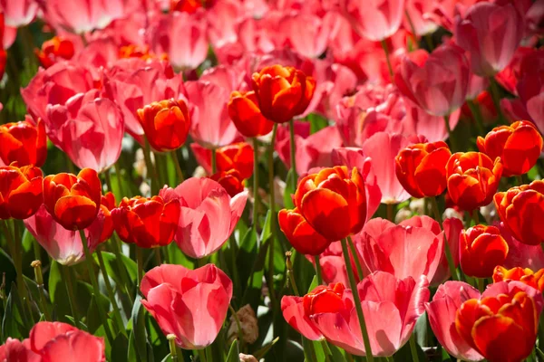 Fleurs Tulipes Colorées Fleurissent Dans Jardin Printemps — Photo