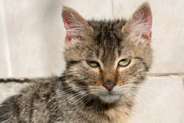 Foto Van Heerlijke Kat Als Huisdier Gezien — Stockfoto