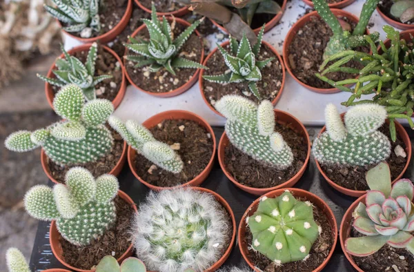 Little colorful cactus plant in a small pot