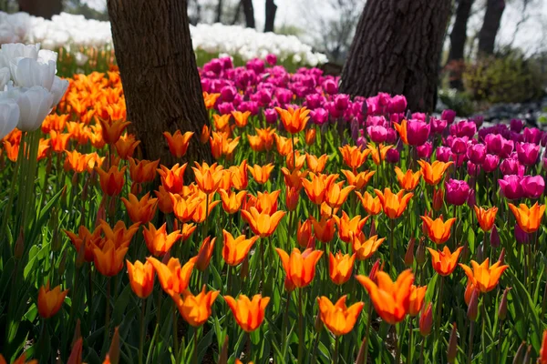 Tulipas Várias Cores Natureza Primavera — Fotografia de Stock