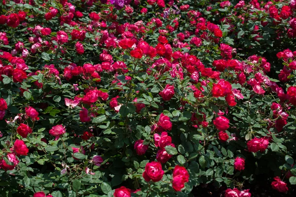 Kvetoucí Krásné Barevné Růže Jako Květinové Pozadí — Stock fotografie