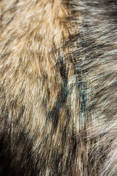 Decorative Animal Fur Background Texture — Stock Photo, Image