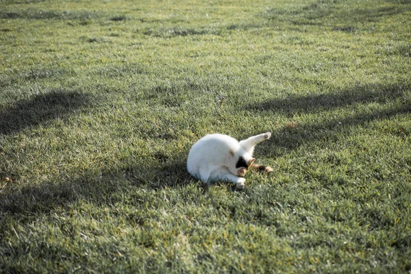 Fotos Del Gato Encantador Como Animal Doméstico Vista — Foto de Stock