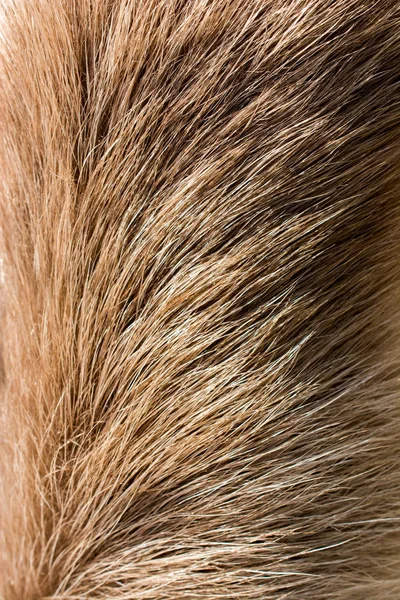 Decorative Animal Fur Background Texture — Stock Photo, Image