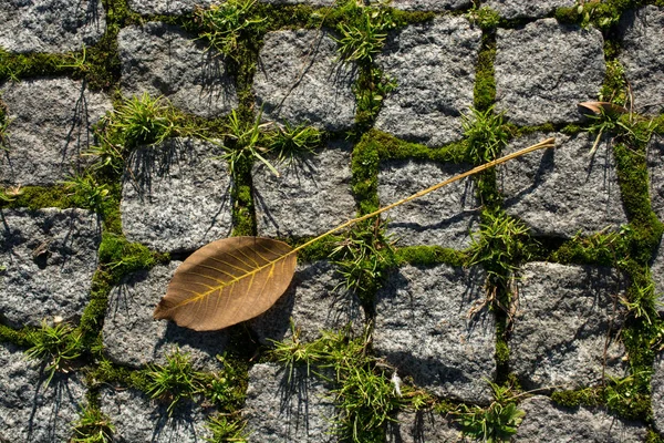Grande Folha Seca Vista Closeup Conceito Natureza — Fotografia de Stock