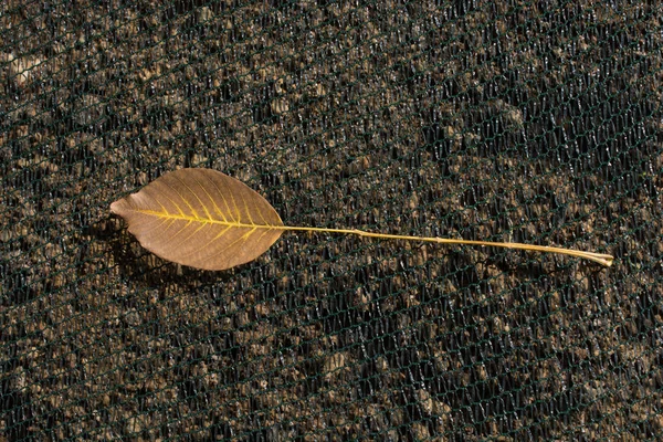 Una Hoja Seca Separada Los Tiempos Otoño — Foto de Stock