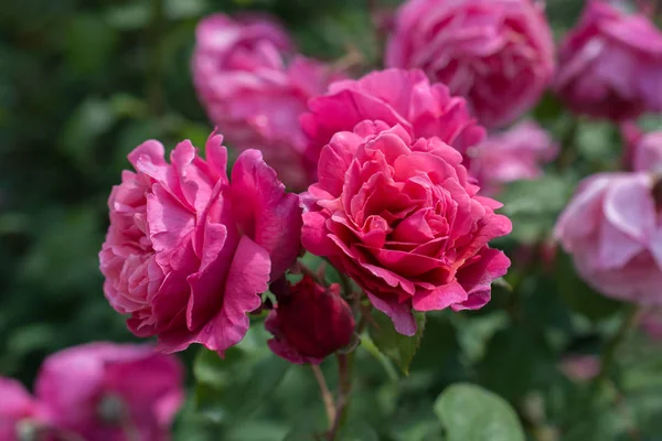 Bahçe arka planda rengarenk güller açan