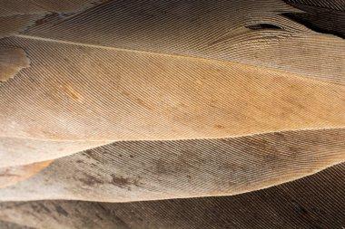 Dekoratif amaçlar için güzel kuş tüyleri