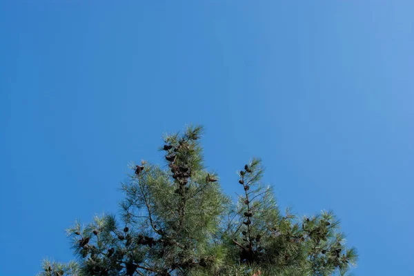 Witte Kleurenwolken Bedekken Blauwe Lucht Overdag — Stockfoto