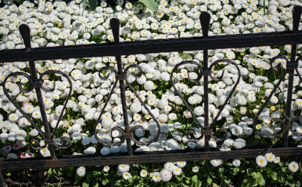 Mooie Kleurrijke Natuurlijke Lente Bloemen Als Een Natuur Achtergrond — Stockfoto