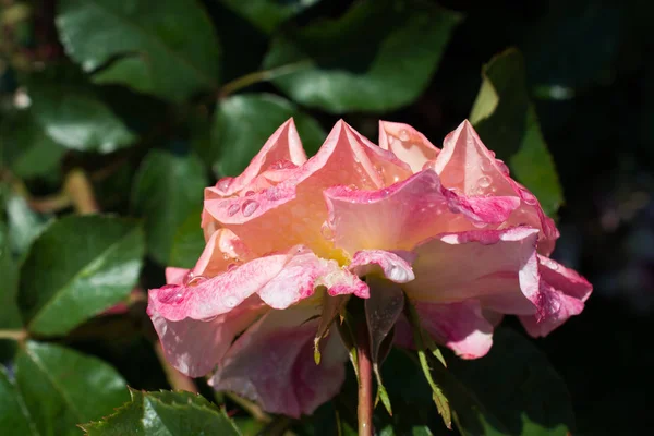 Цветущая Красивая Красочная Роза Каплями Воды Лепестках — стоковое фото