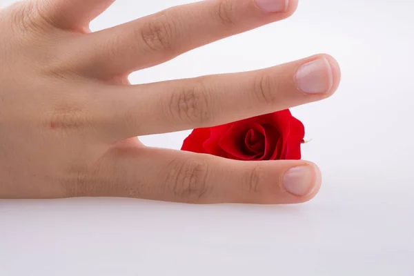 Рука Держит Красную Розу Белом Фоне — стоковое фото