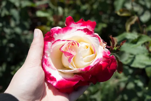 Mano Sosteniendo Una Colorida Flor Rosa — Foto de Stock