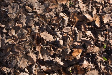 Sonbahar mevsiminin yapraklı dokusu