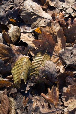 Sonbahar mevsiminin yapraklı desenli arka planı