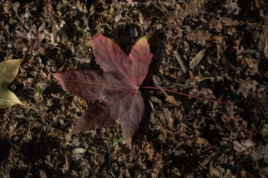 Sonbahar zamanlarının ayrı bir kuru yaprağı.