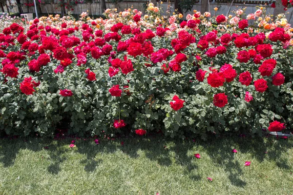 Closeup Blooming Rose Bush — 스톡 사진