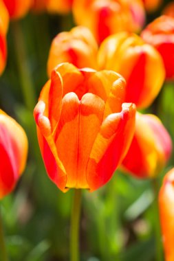 Bahar bahçesinde renkli lale çiçekleri açıyor.