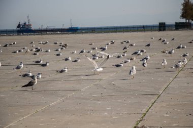 Martılar beton zeminde dinleniyorlar.