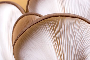 İstiridye mantarı ya da Pleurotus ostreatus kolayca ekilmiş mantar.