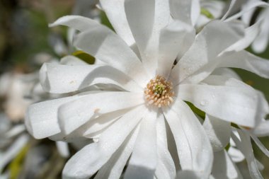 Çiçek açan güzel renkli doğal çiçek.